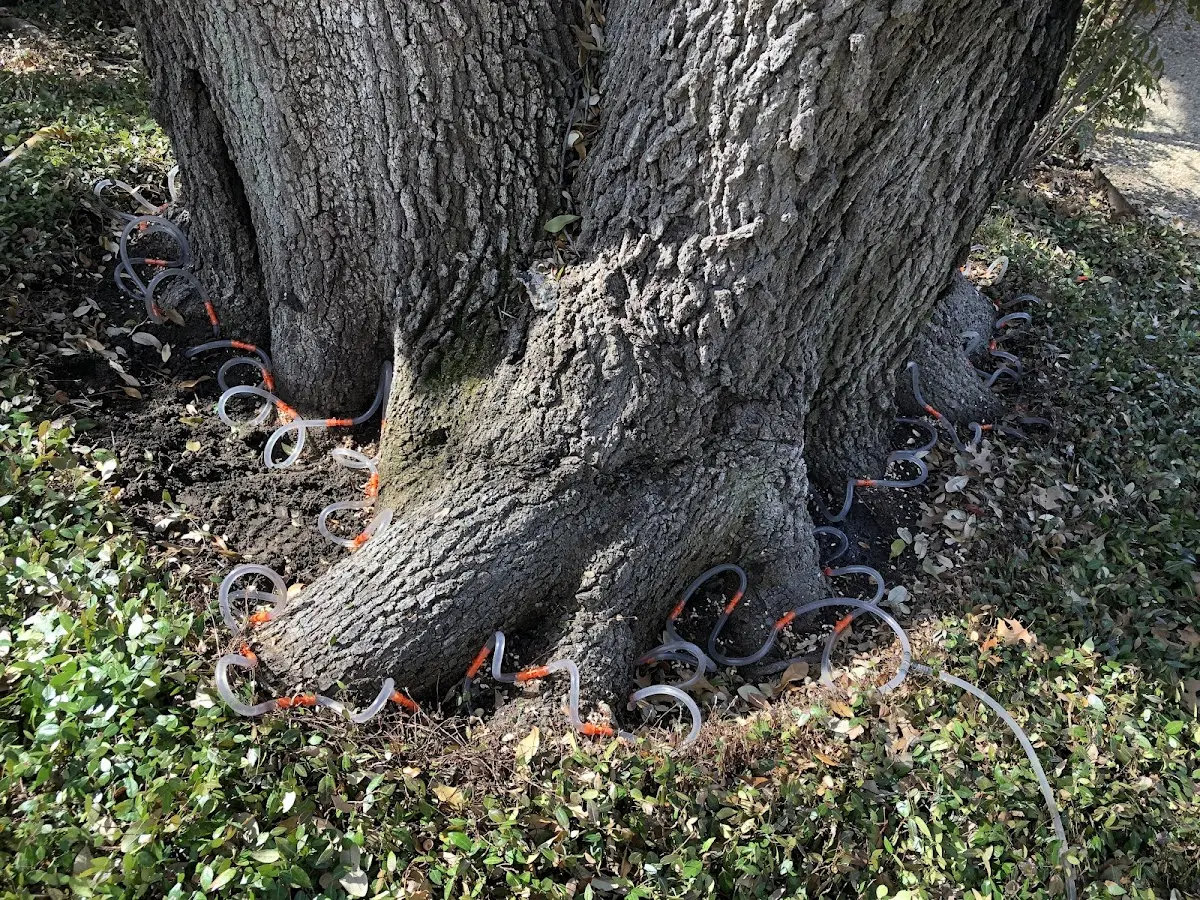Detailed Tree Cabling and Bracing job site in Cora