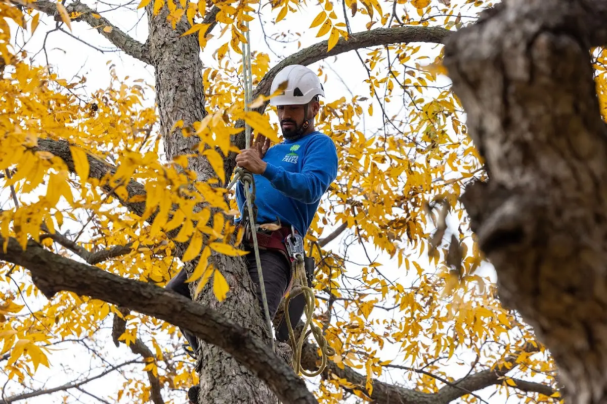 Skilled Tree Pruning crew working in Cora